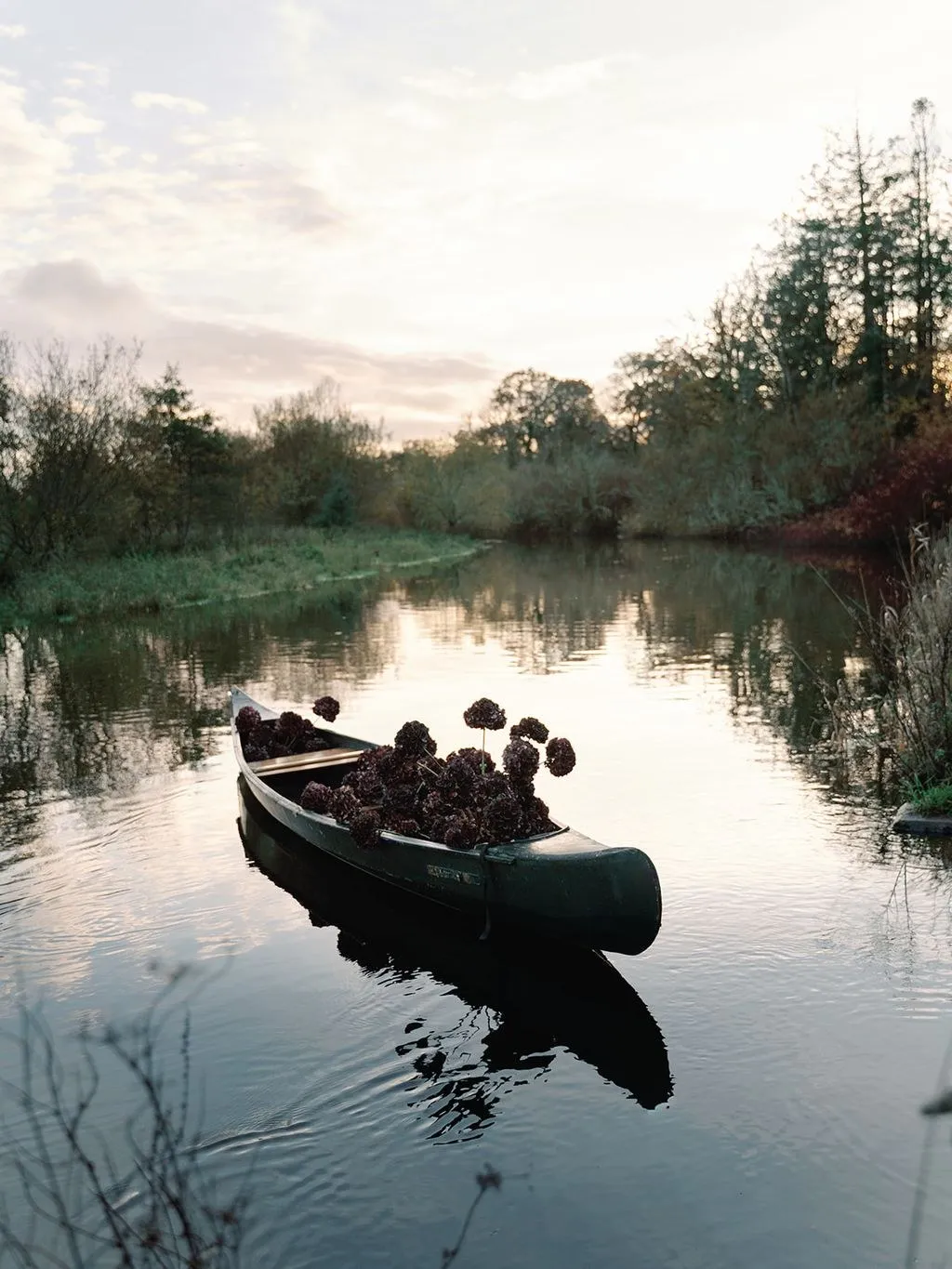 Canoe filled with deep burgundy hydrangeas drifting on a still pond at dusk.