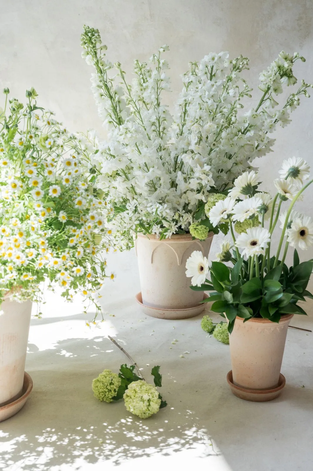 White delphinium, daisies and gerberas in terracotta pots.